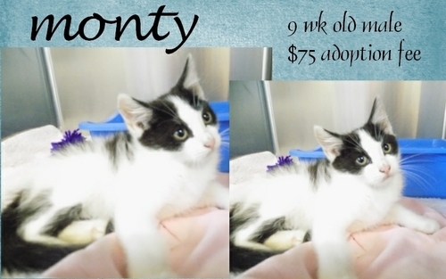 . Monty .