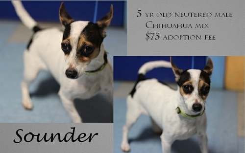 . Sounder .