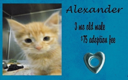 . Alexander .