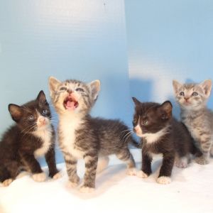 . Kittens! .