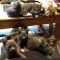 . Kittens! .