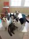 . Kittens! .
