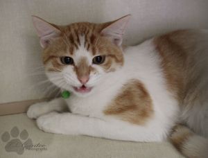 . Urgent: Still in Shelter .