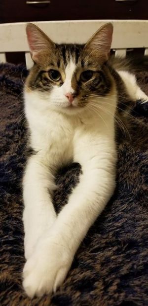 . Sage the Sociable (bonded with Tiberius) .