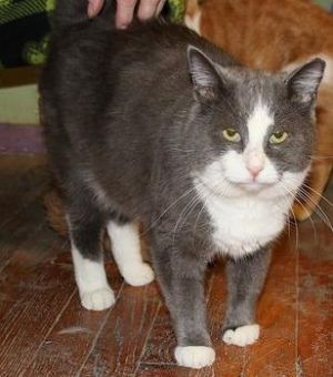 . Harley (FIV+) .
