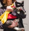 . Harley (FIV+) .