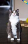 . Harley (FIV+) .
