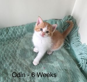 . Odin .