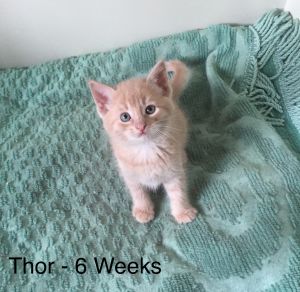 . Thor .