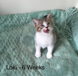 . Loki .
