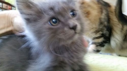 . Nelson .