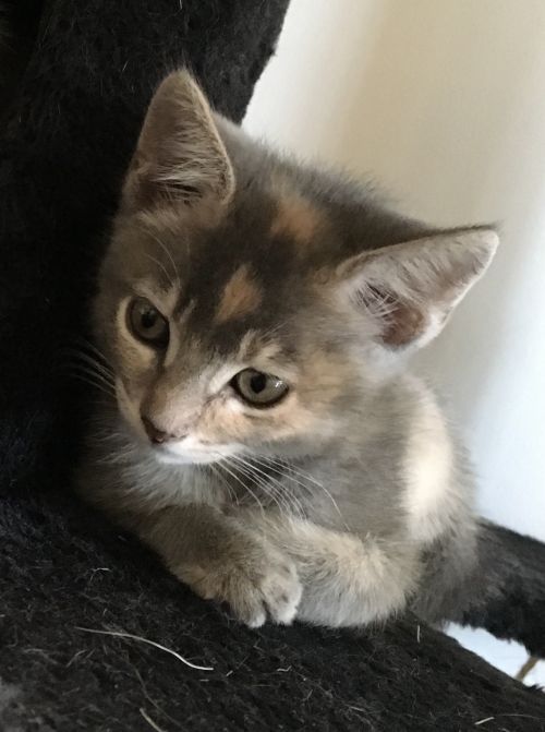 . Lucy (bonded to April) .