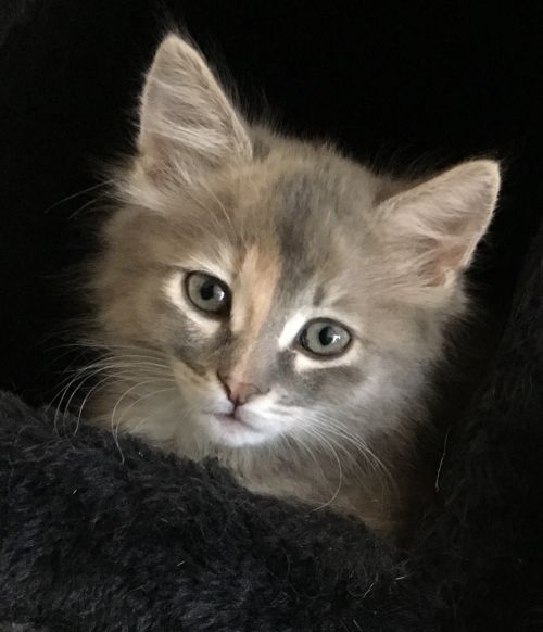 . April (bonded to Lucy) .