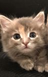 . April (bonded to Lucy) .