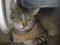 . Honey Cat .