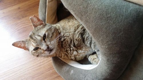 . Sleepy (Courtesy Post) .