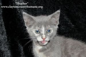 . Heather .