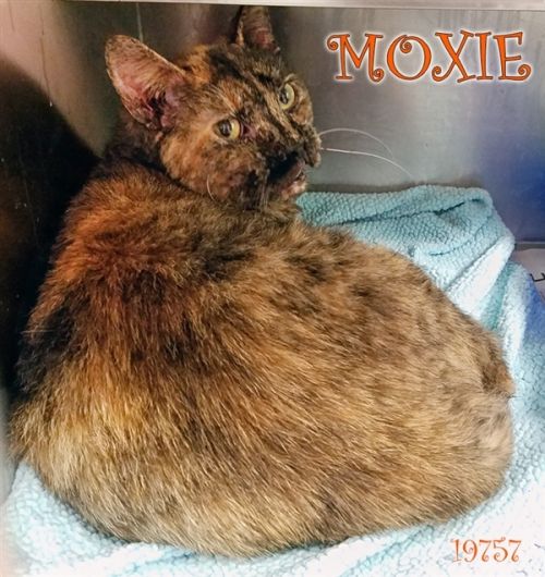 . Moxie .