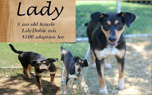 . Lady .