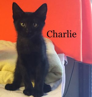 . Kelly's Charlie .