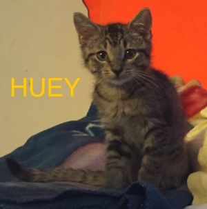 . Kelly's Huey .