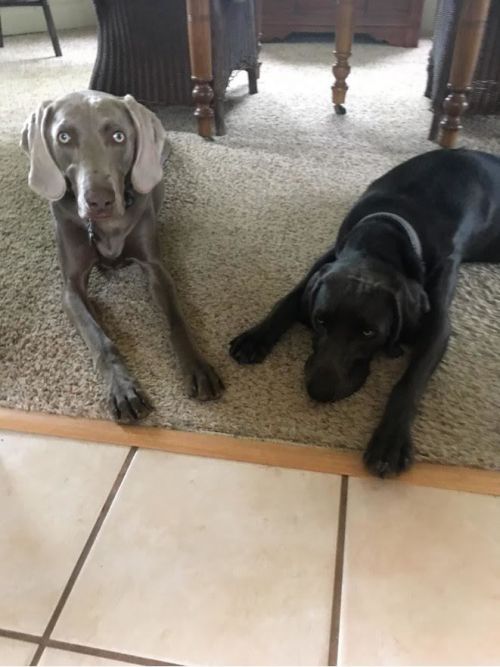 . Paladin & Baxter .