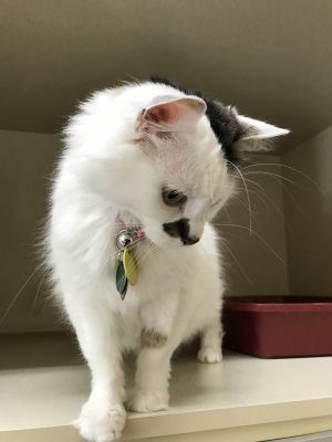 . Kiko .