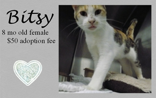 . Bitsy .
