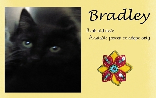 . Bradley .