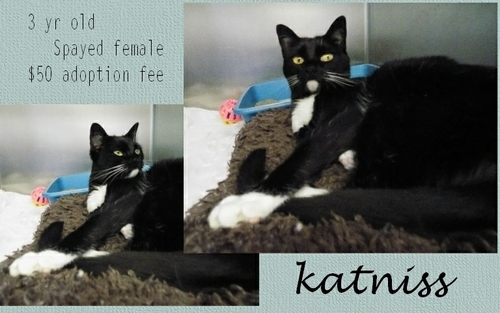 . Katniss .
