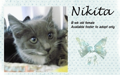. Nikita .