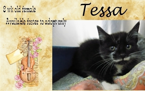 . Tessa .