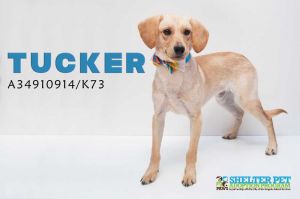 . Tucker .