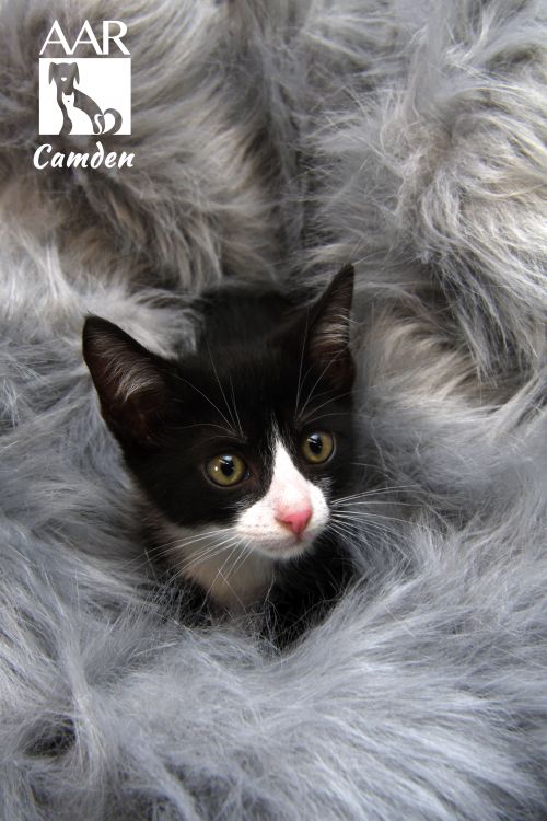 . Camden .