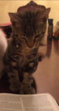 . Oliver .