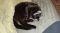 . Owner Surrender - Bandit .