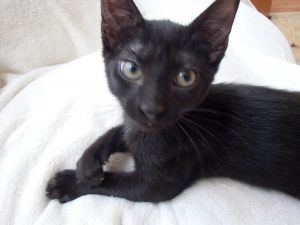 . Licorice .