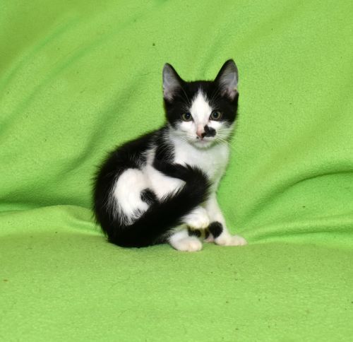 . Kricket .