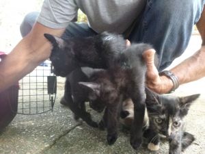 . Shelter Full .