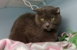 . Cruz Ramirez - Does you kitty need a companion? .