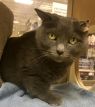 . Cruz Ramirez - Does you kitty need a companion? .