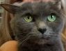 . Cruz Ramirez - Does you kitty need a companion? .