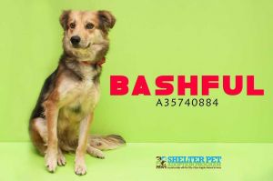 . Bashful .