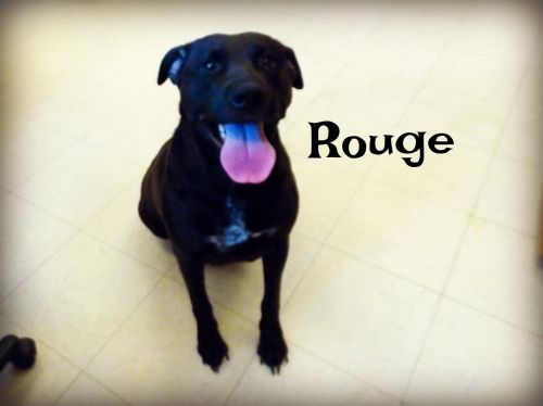 . Rouge .