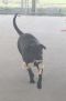 . Rouge-HALF OFF ADOPTION!! .