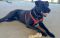 . Rouge-HALF OFF ADOPTION!! .