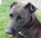 . Rouge-HALF OFF ADOPTION!! .