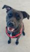 . Rouge-HALF OFF ADOPTION!! .