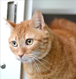 . Garfield .