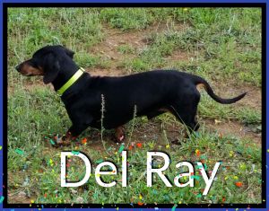 . Del Ray .